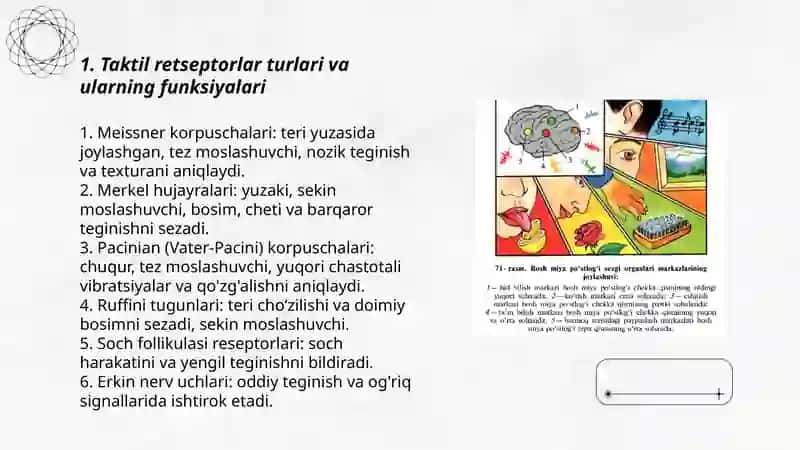 Taktil va harorat retsepsiyasi 3