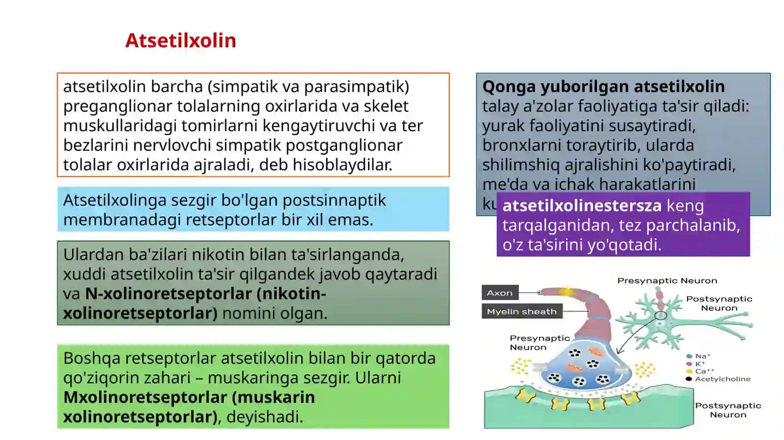 vegetativ nerv sistemasi fizologiyasi pptx 3