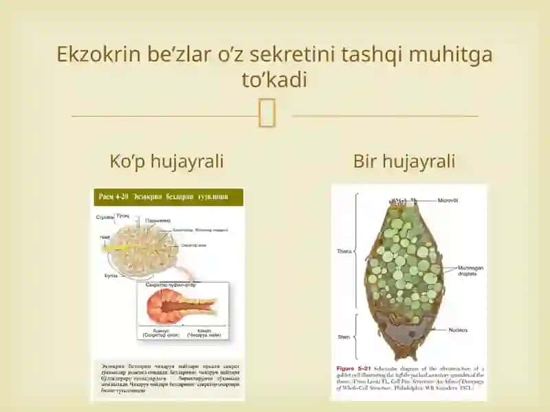 Be’z epiteliysi 3