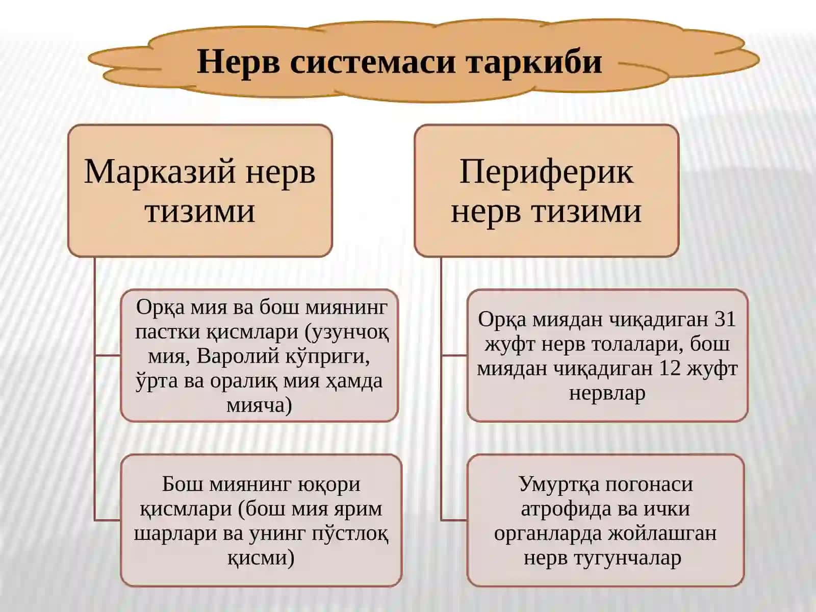 НЕРВ СИСТЕМАСИНИНГ ФИЗИОЛОГИЯСИ ВА УНИНГ ЁШ ХУСУСИЯТЛАРИ 3