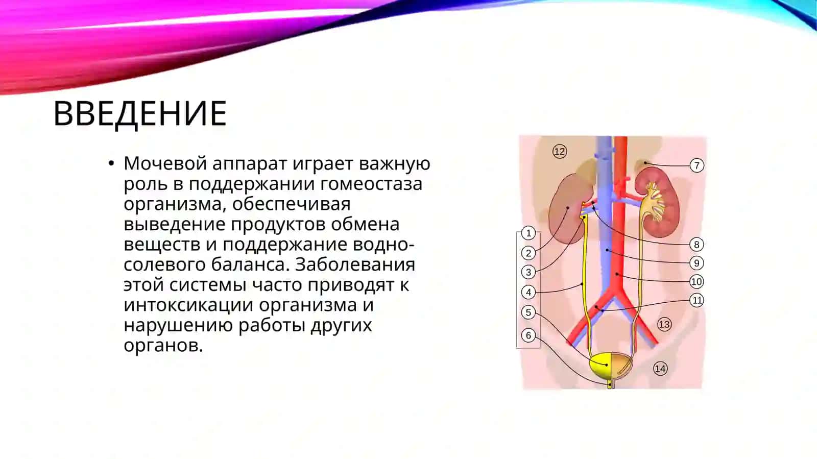 Заболевания мочевого аппарата 3