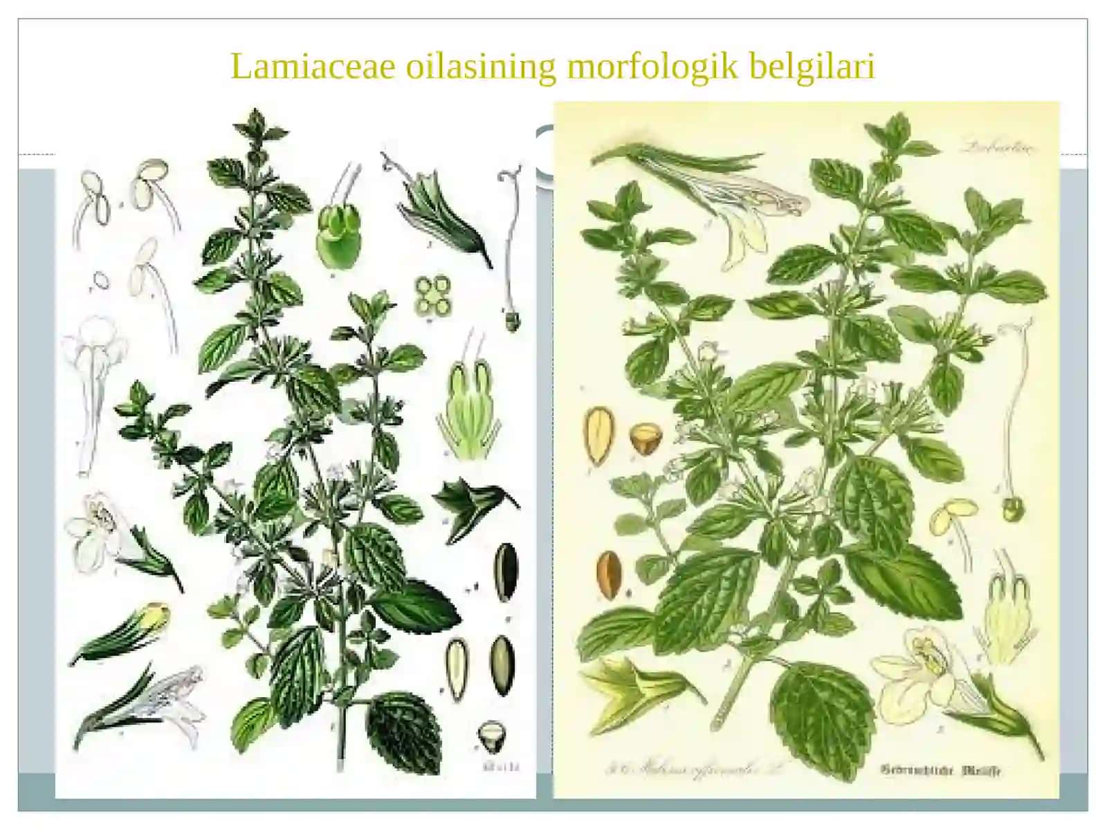 Lamiaceae oilasining botanik-geografik turlarining tarqalishi 3