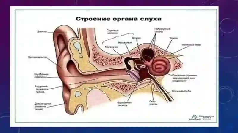eshituv analizatorlari anatomiyasi 3