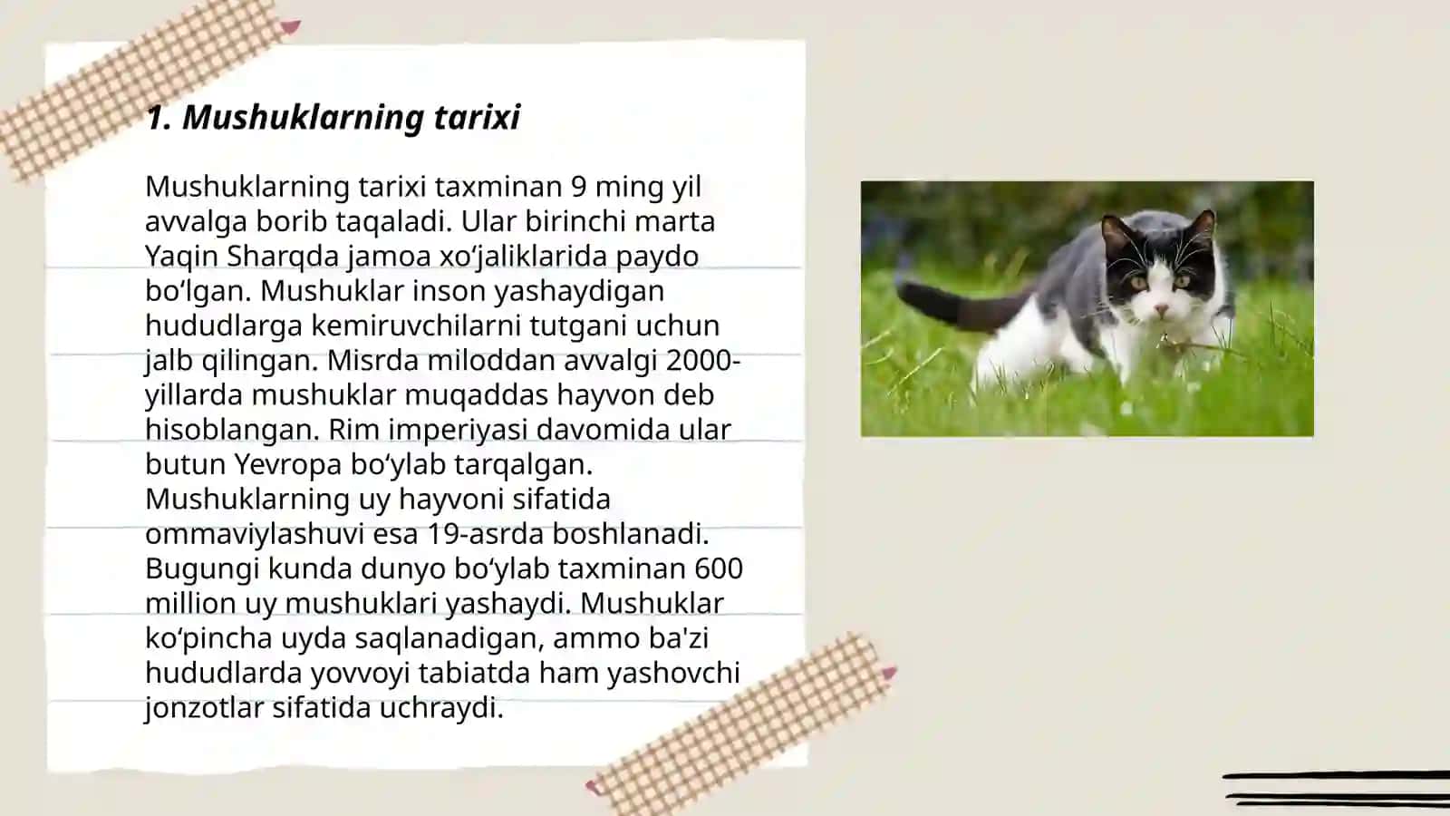 Mushuklarning tarixi 3