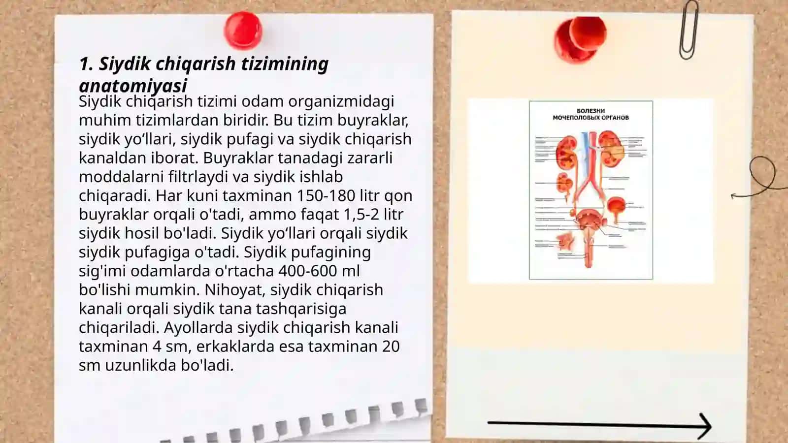 Siydik chiqarishning ahamiyati va siydik yo'li kasalliklari 3