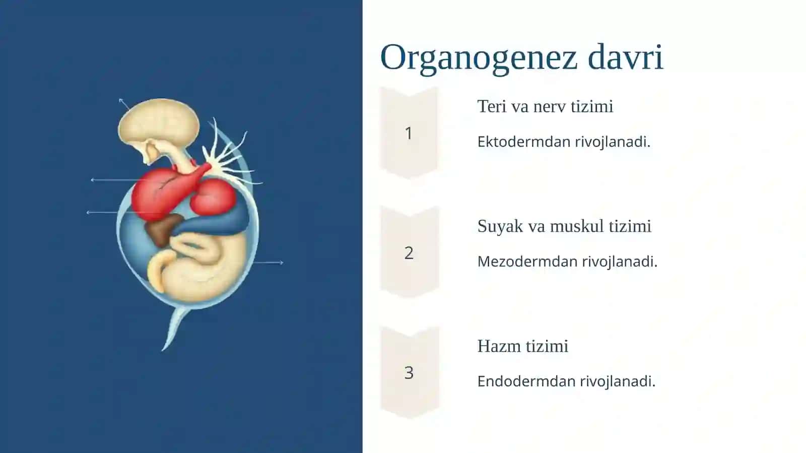 Homila embriologiyasidagi qaltis davrlar 3