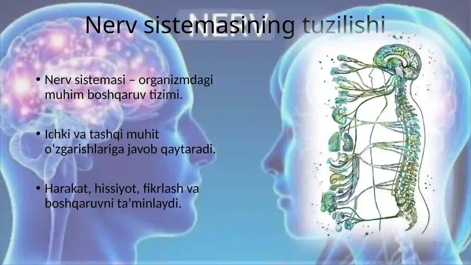Nervsistemasi 3