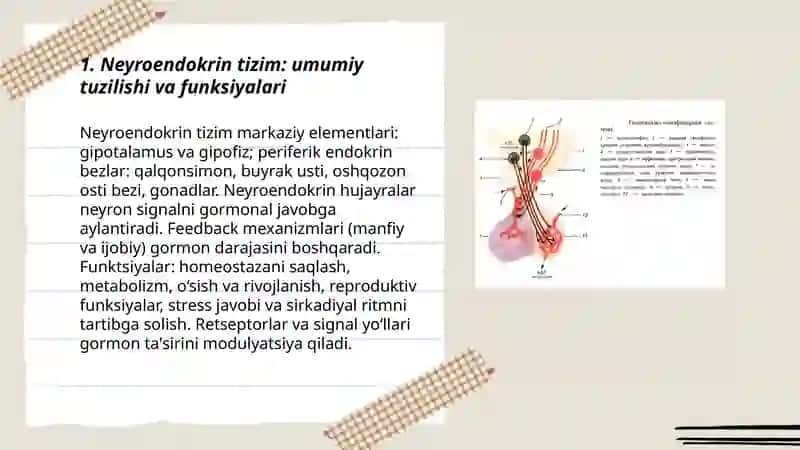 Neyroendokrin tizimining struktur funksional tavsifi 3