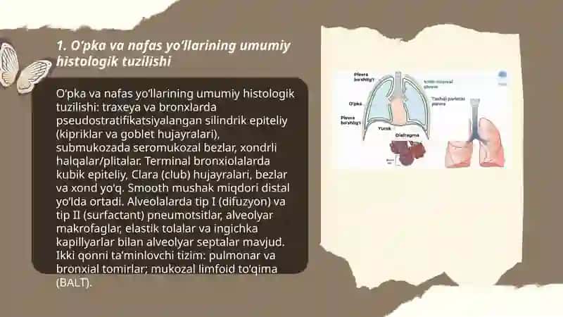 Oʻpka va nafas yoʻllarining gistologiyasi 3