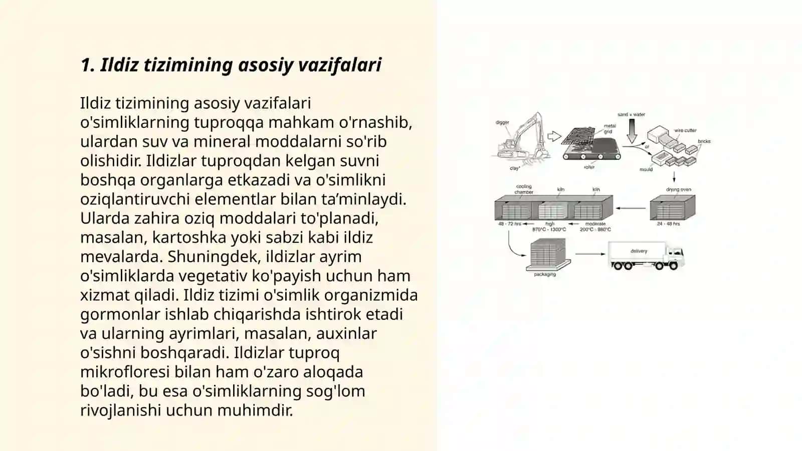 Oʻsimliklarni mineral oziqlanish jarayonida ildizning roli 3