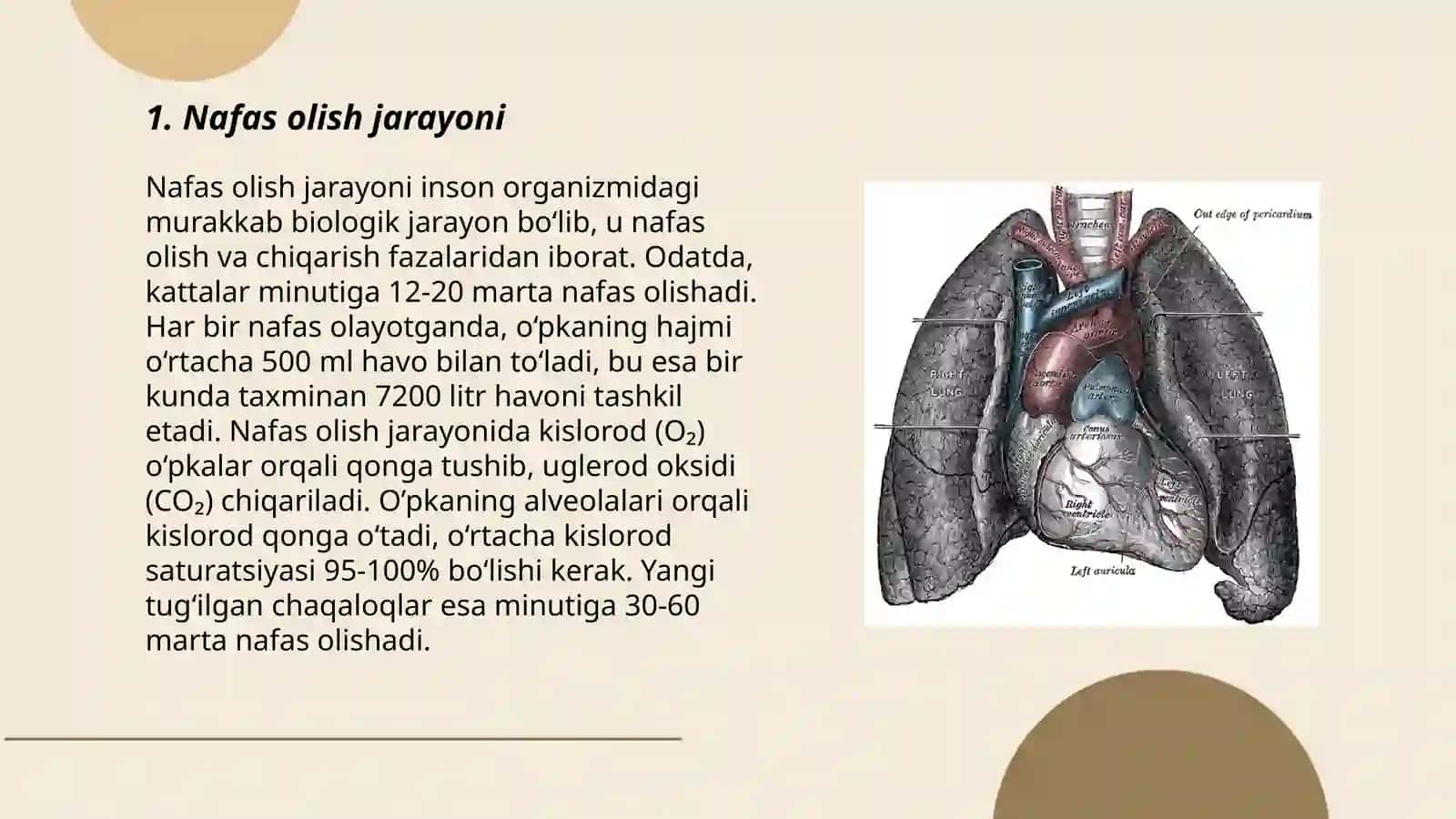 Nafas tizimi.Burun bóshliĝi,halqum,hiqildoq,kekirdak,ópka va bronxlar 3