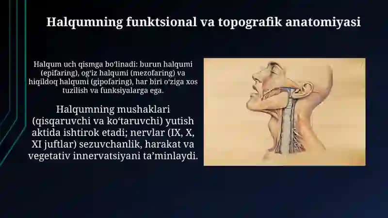 Halqum fuksional va topografik anatomiyasi, pirogov limfoepitelial halqasi 3
