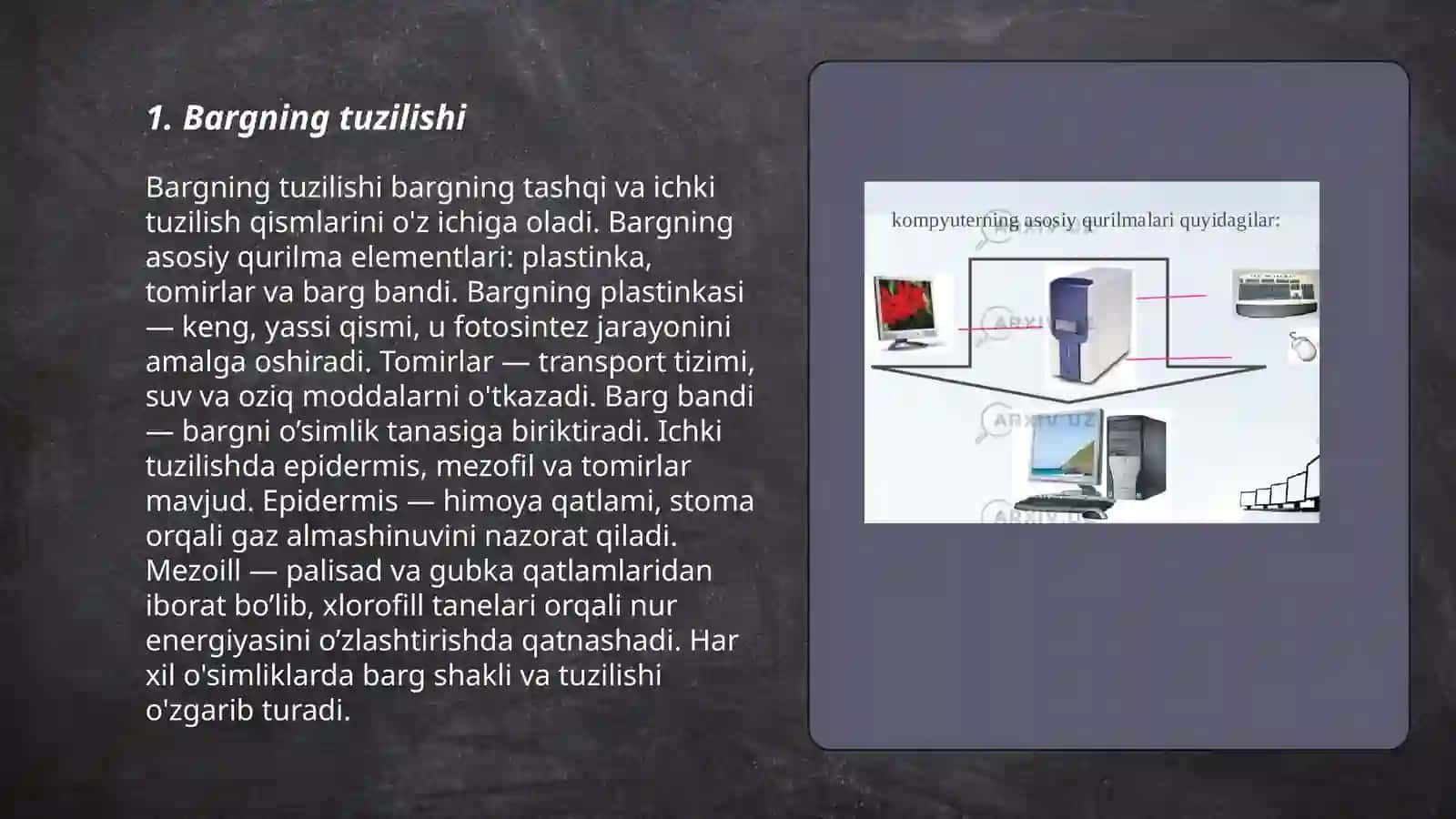 Barg va uning vazifalari 3