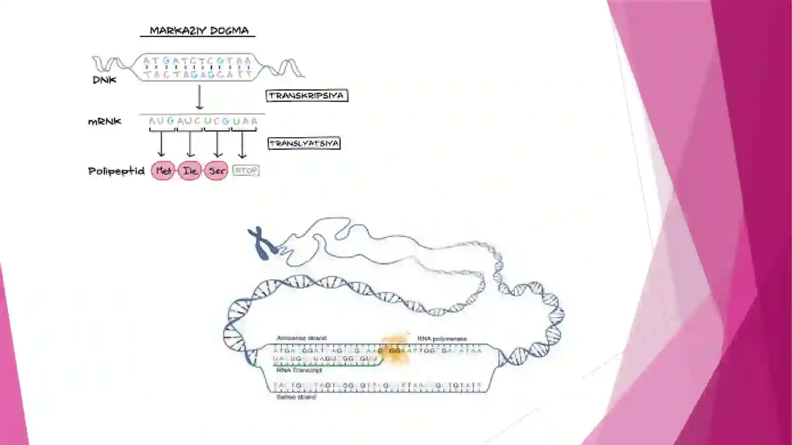Molekulyar biologiya. Genlar ekspressiyasi: DNK biosintezi, RNK biosintezi 3