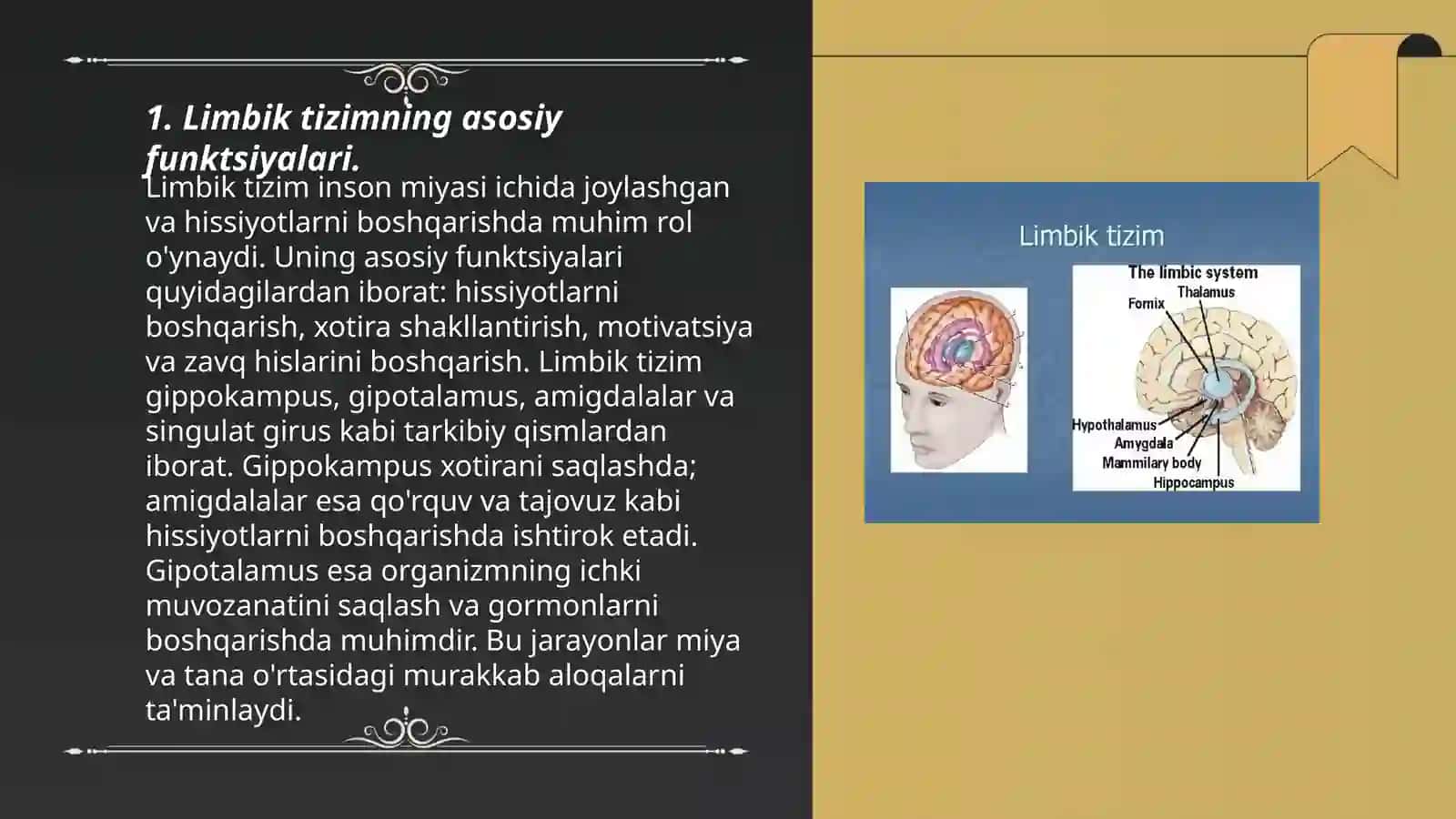 Limbik tizim: funksiyasi, asosiy anatomik hosilalar klinik ahamiyati 3
