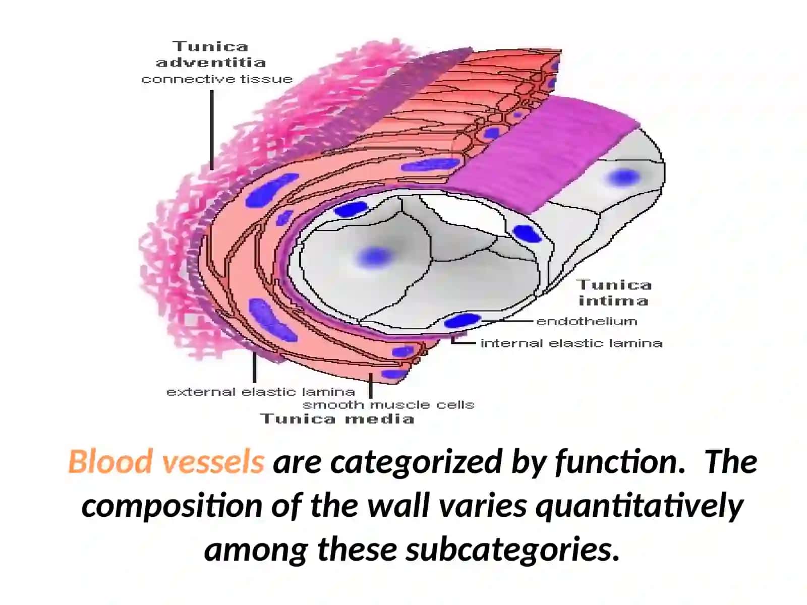 Blood vessels 3