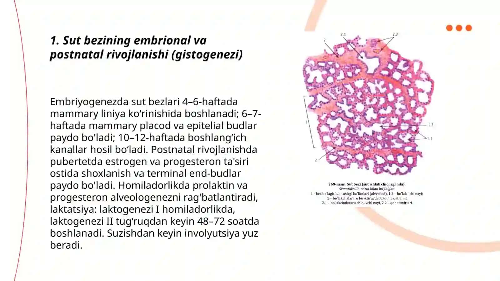 Sut bezlari gistogenezi va gistofiziologiyasi 3
