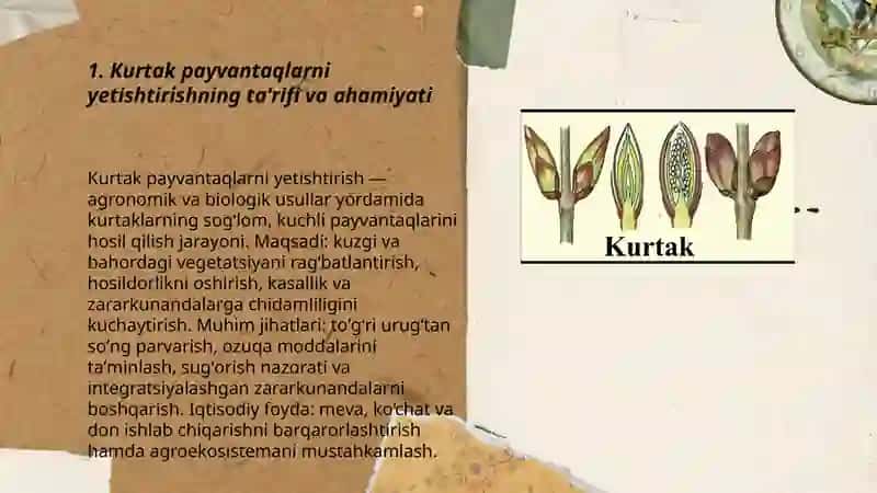 Kurtak payvantaglarni yetishtirish 3