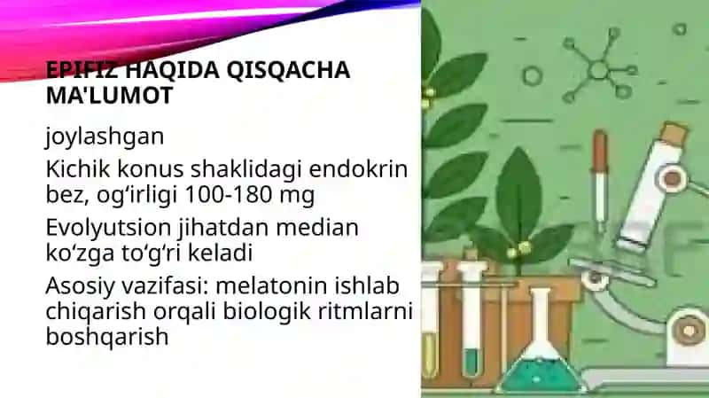 Epifizning ultrastrukturaviy tashkil etilishi va funksiyalari 3