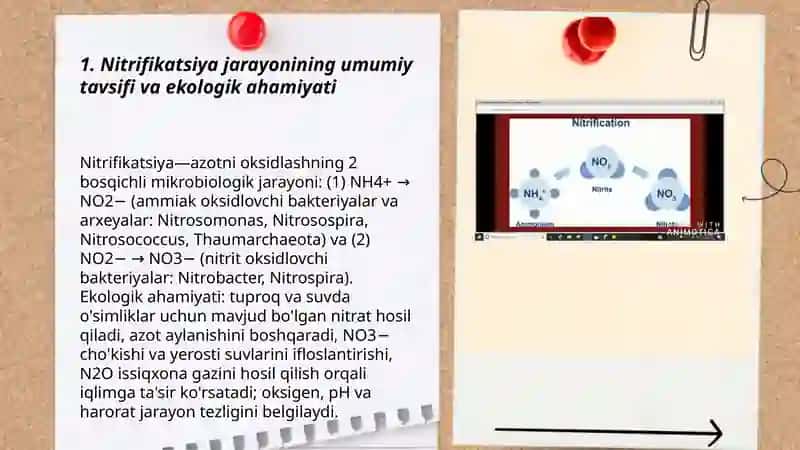 Nitrifikatsiya va Denitrifikatsiya mikroorganizmlar tahlili 3