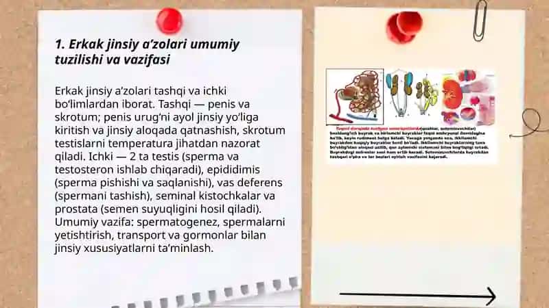 Jinsiy aʼzolarning tuzilishi va vazifasi 3