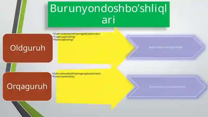 Burunyon doshbo’shliqlar anatomiyasi 3