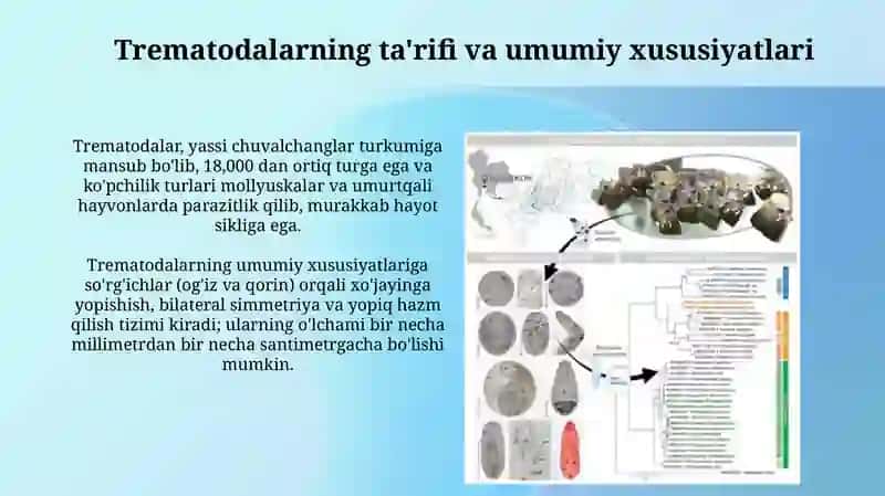 Parazitlar dunyosi- Soʻrgʻichlilar va ularning vakillari 3