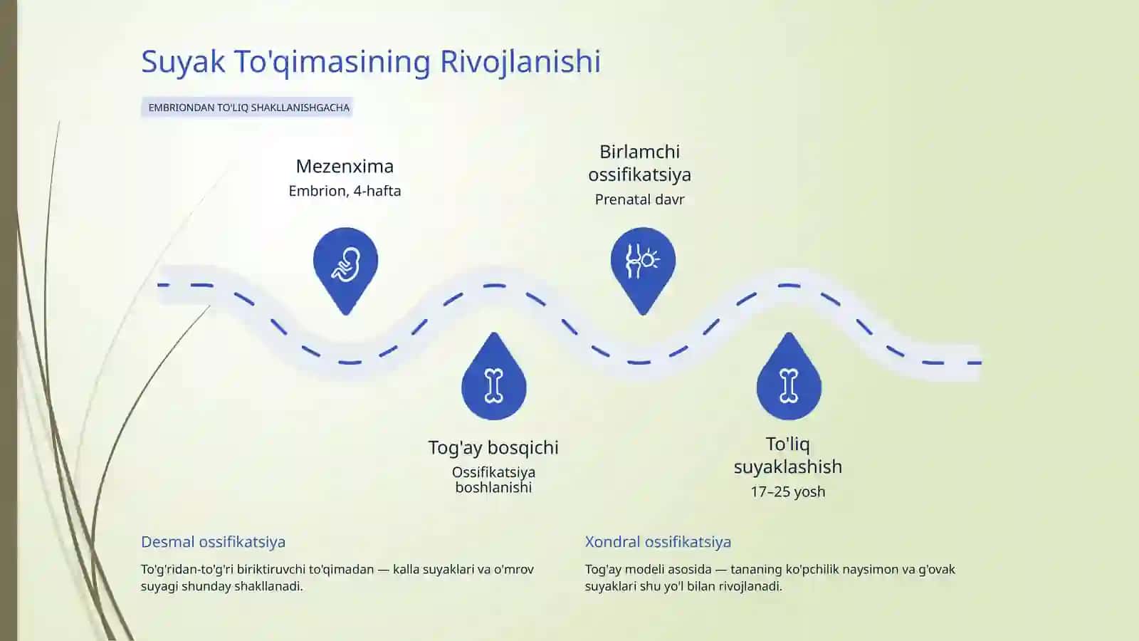 Bolalarda Suyak Tizimining Anatomo-Fiziologik Xususiyatlari 3