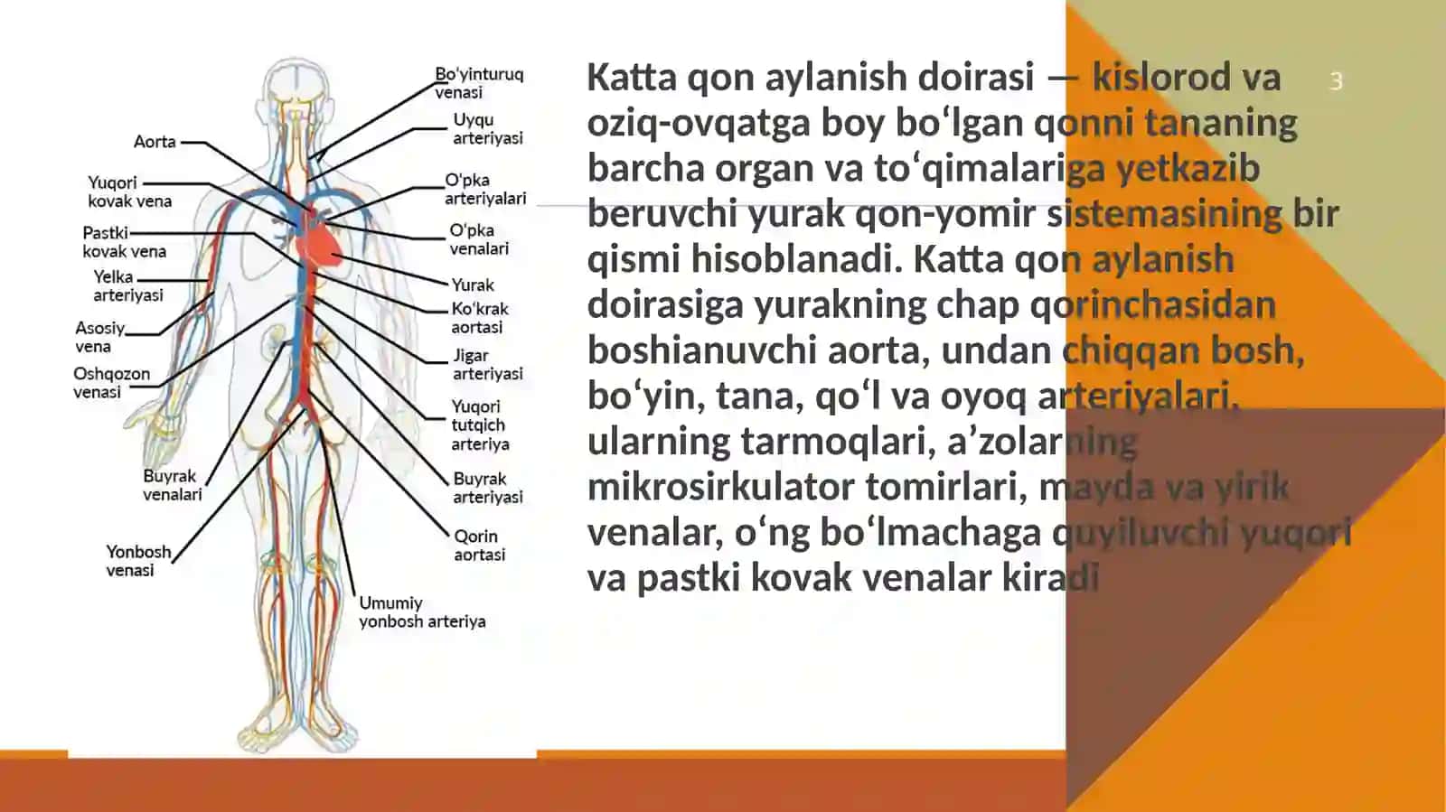 Koronarqon aylanishning xususiyatlari 3