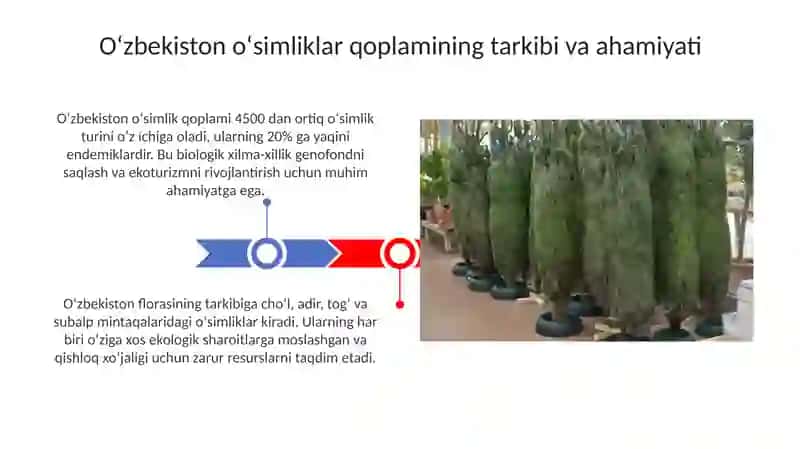 O'zbekiston o'simliklarini floristika va tik mintaqalar bo'ylab taqsimlanishi 3