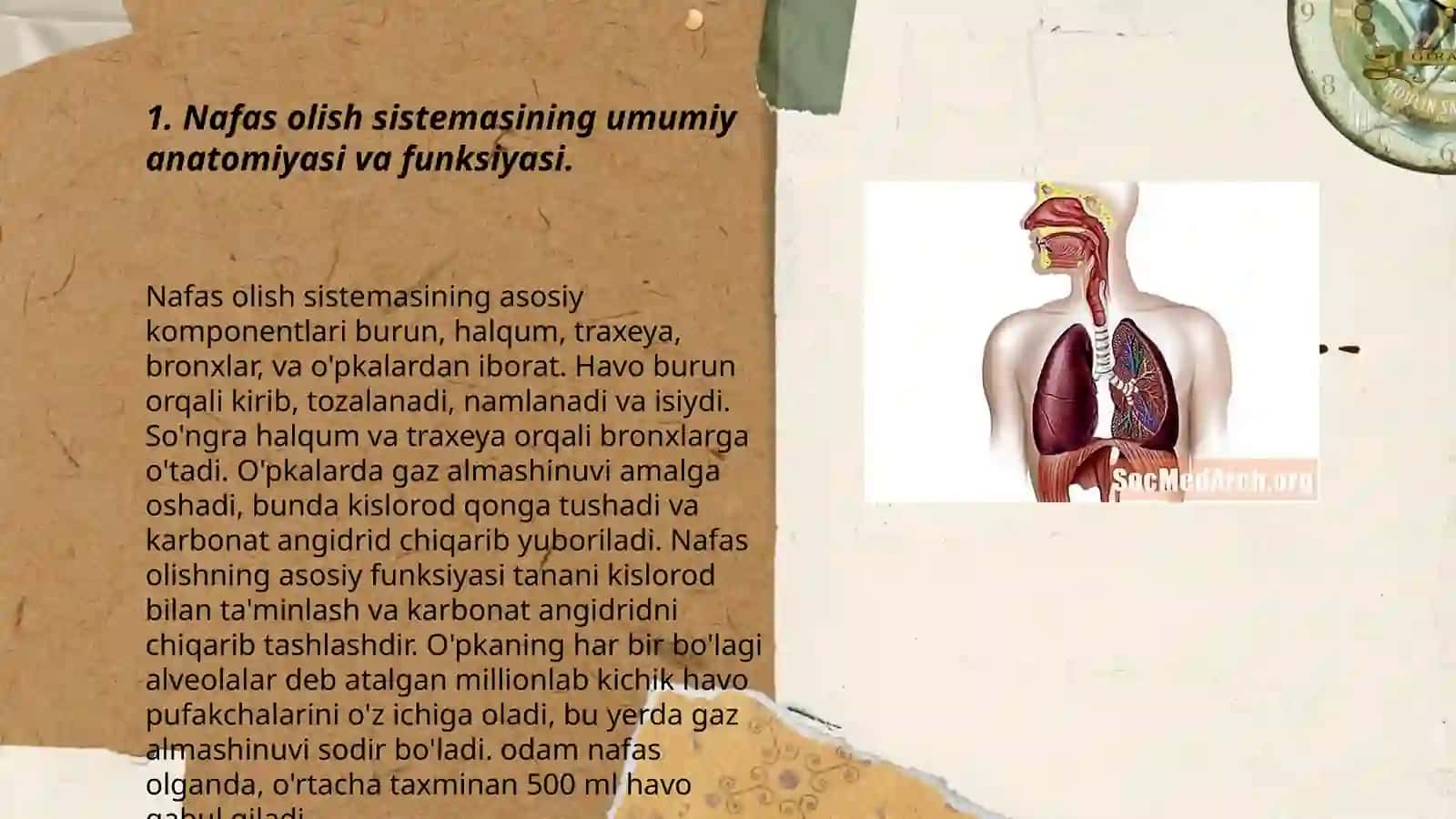 Nafas olish sistemasi faoliyatining yosh xususiyati va gigiyenasi 3