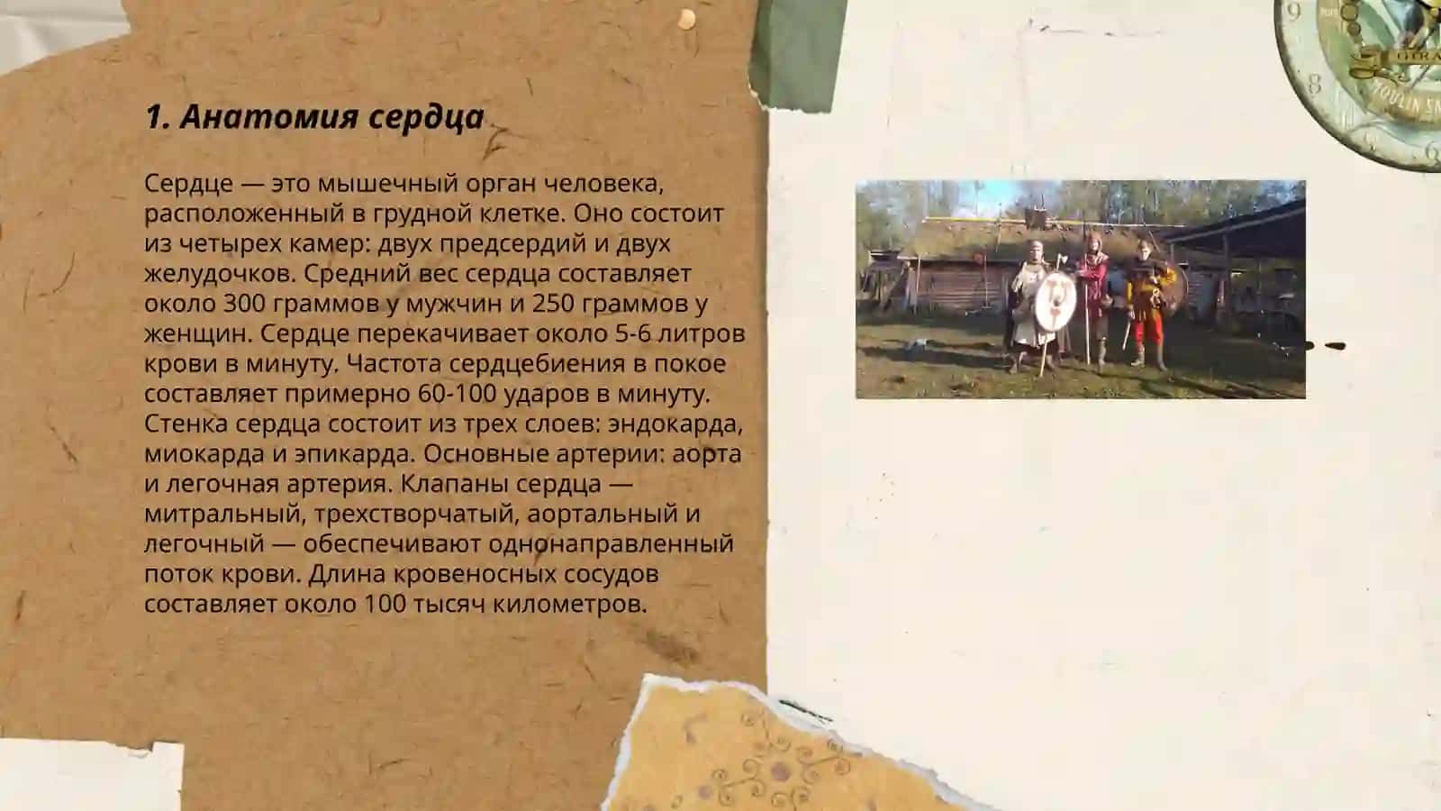 Работа сердечной системы 3