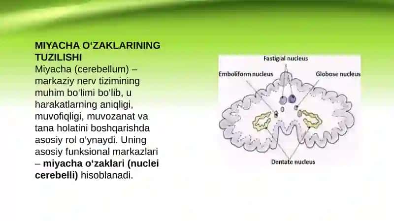 Miyacha o’zaklari va ularning klinik ahamiyati 3