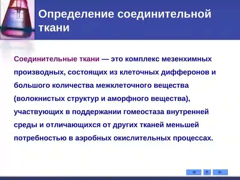 РЫХЛАЯ ВОЛОКНИСТАЯ СОЕДИНИТЕЛЬНАЯ ТКАНЬ 3