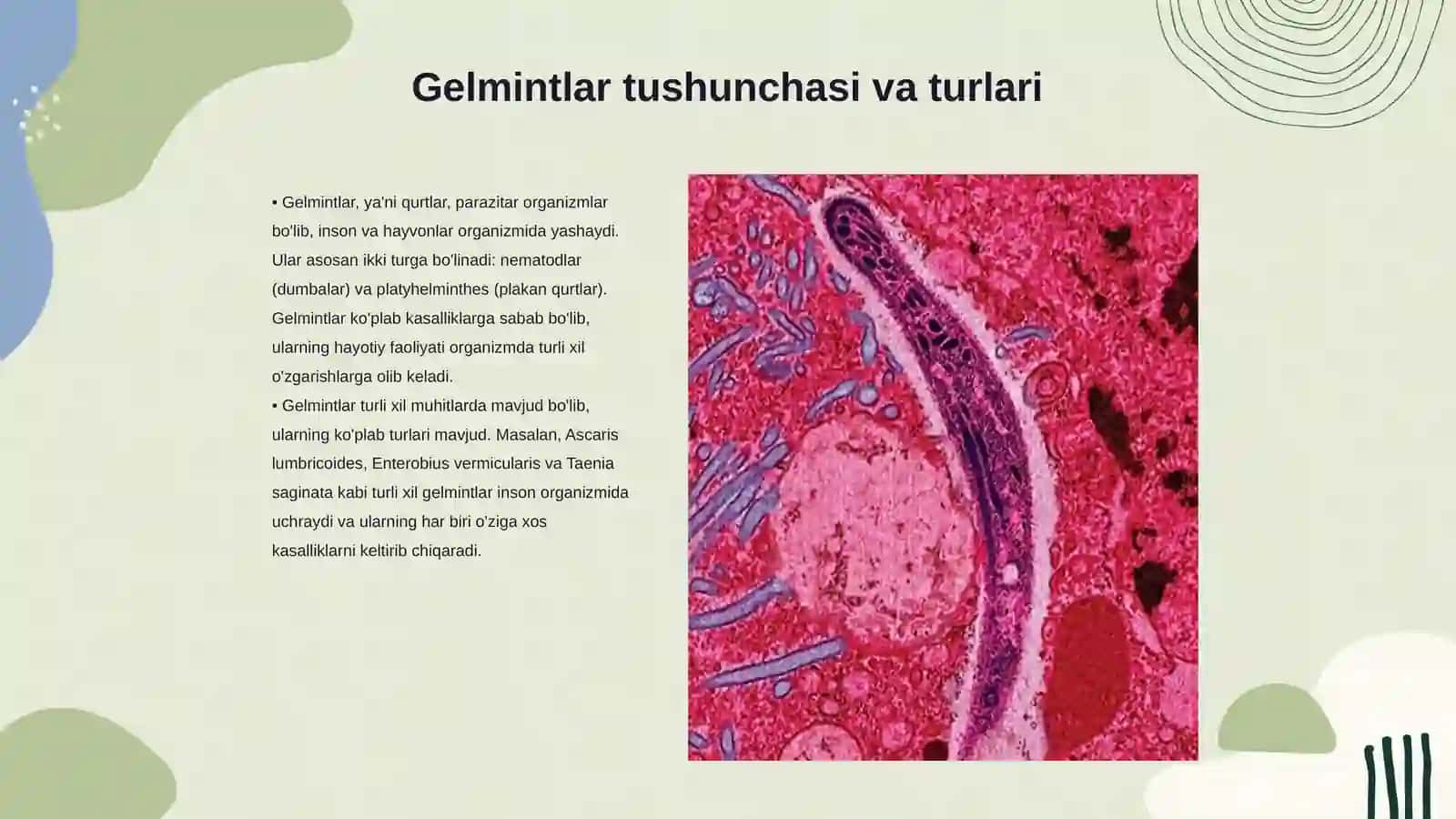 Gelmintlar toʻgʻrisida umumiy tushuncha. Gelmintlar keltirib chiqaradigan kasalliklar 3