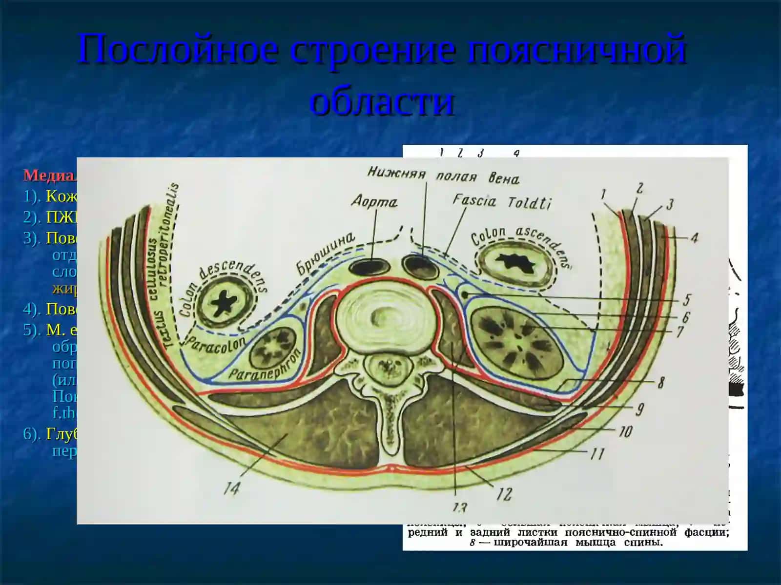 Поясничная область и забрюшинное пространство 3