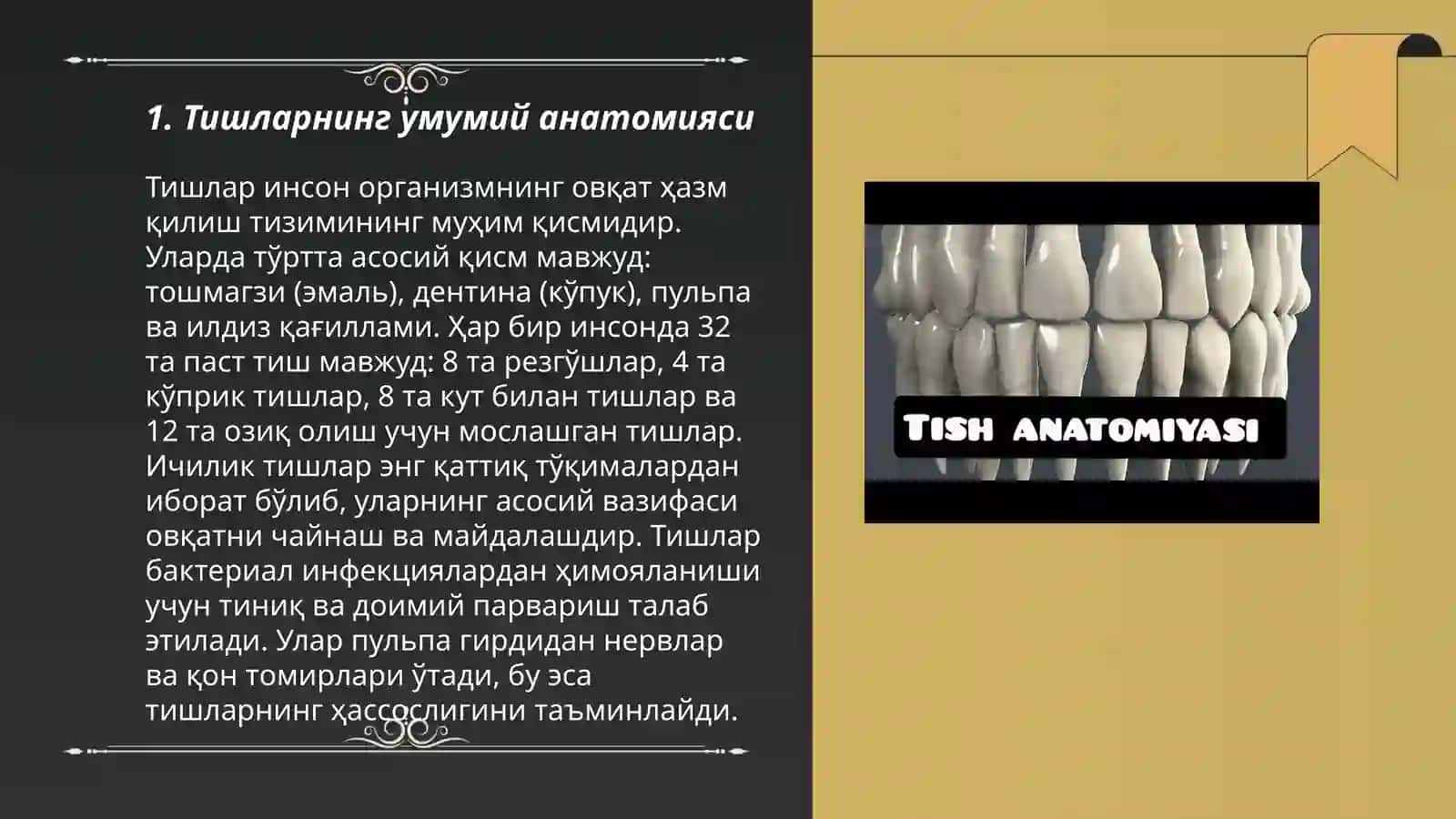 Тиш анатомияси лотин тилида 3