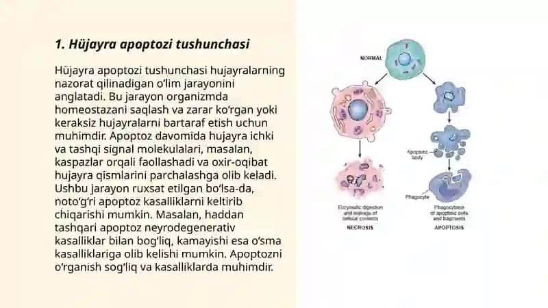 Hüjayra apoptozi va uning biologik ahamyati 3