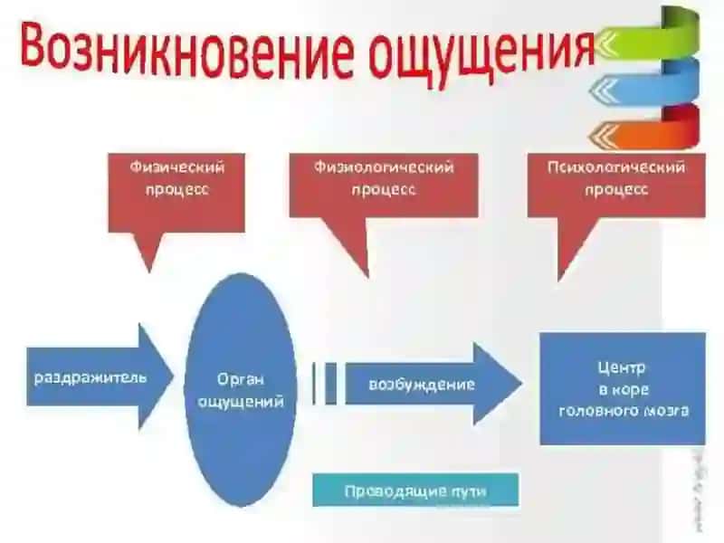 Лекция 7. Ощущение и восприятие 3