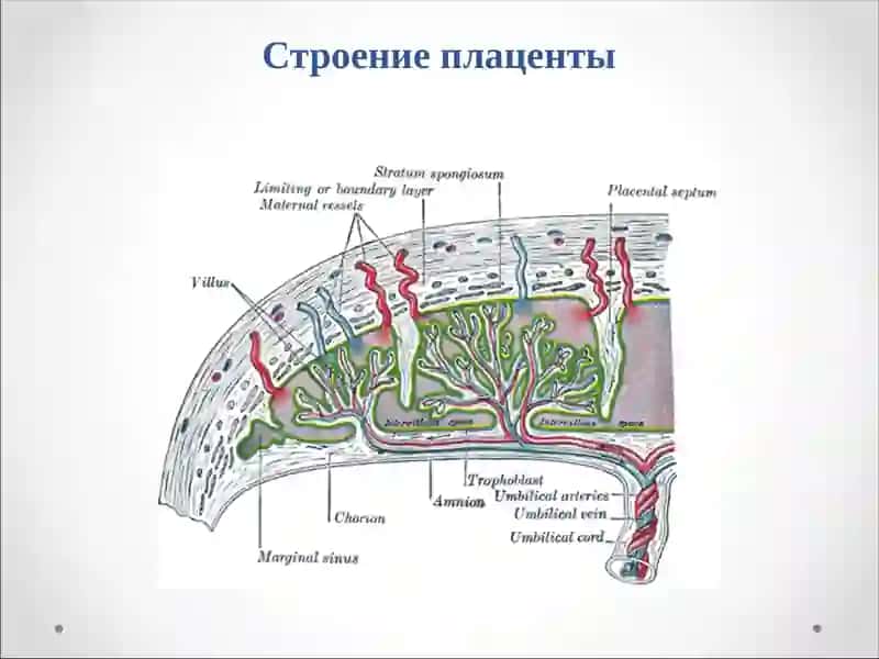 ПАТОЛОГИЯ ПОСЛЕДА 3