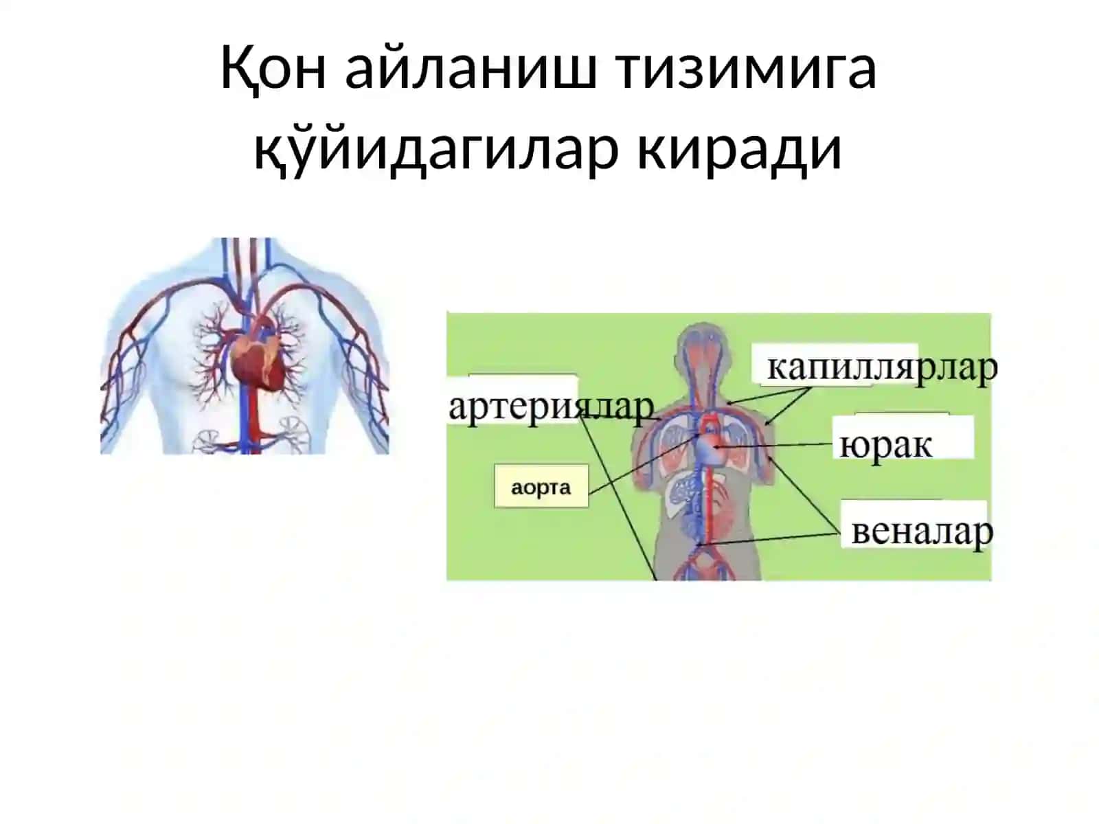 Юрак қон томир физиологияси ва унинг ёшга оид хусусиятлари 3