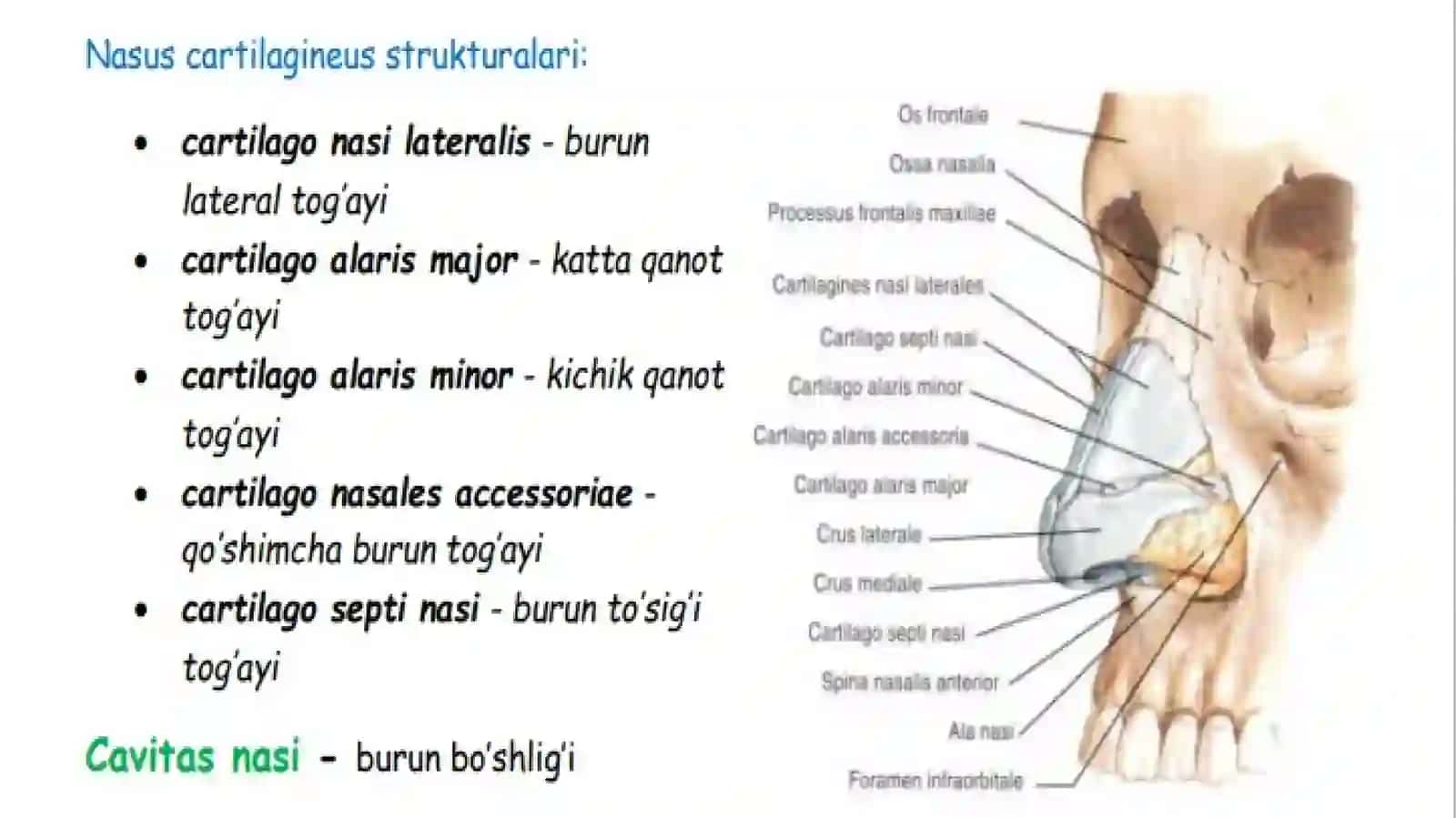 Burun bo'shlig'i tuzilishi va qurishi 3
