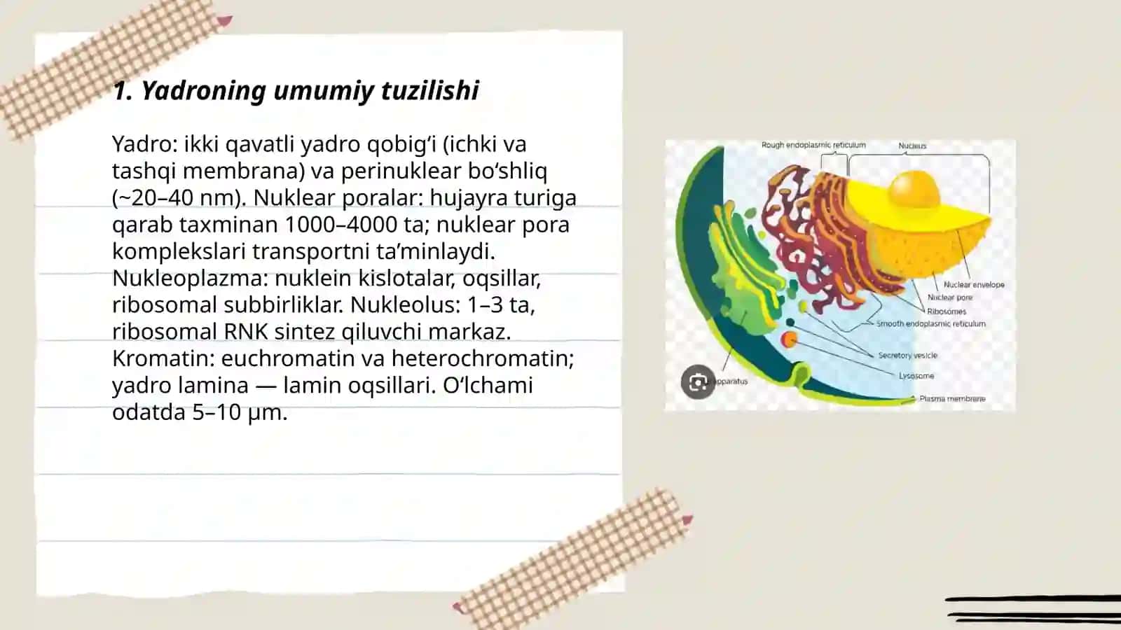 Yadro va xromosoma uning tuzilishi - Suyarqulova Umida 3