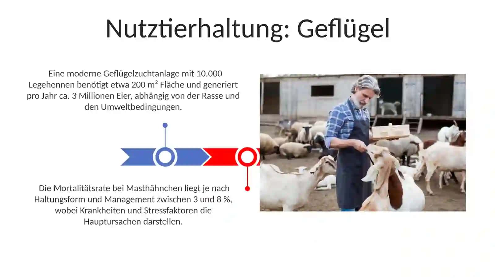 Die Tierzucht 3