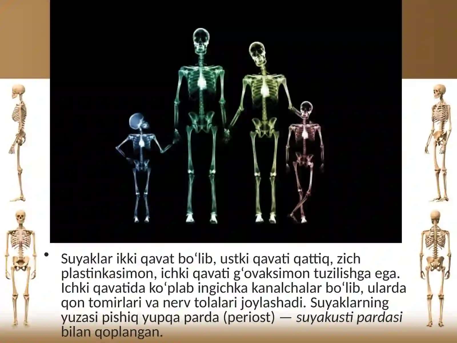 §.Suyaklarning tuzilishi va o‘Sishi 3