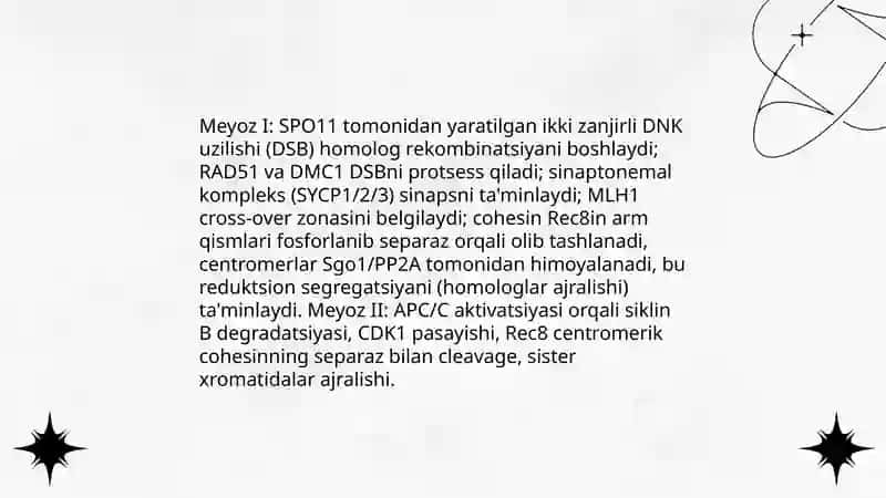 Hujayraning meyotik bolinishi. Mitoz va meyozning patalogiyasi 3