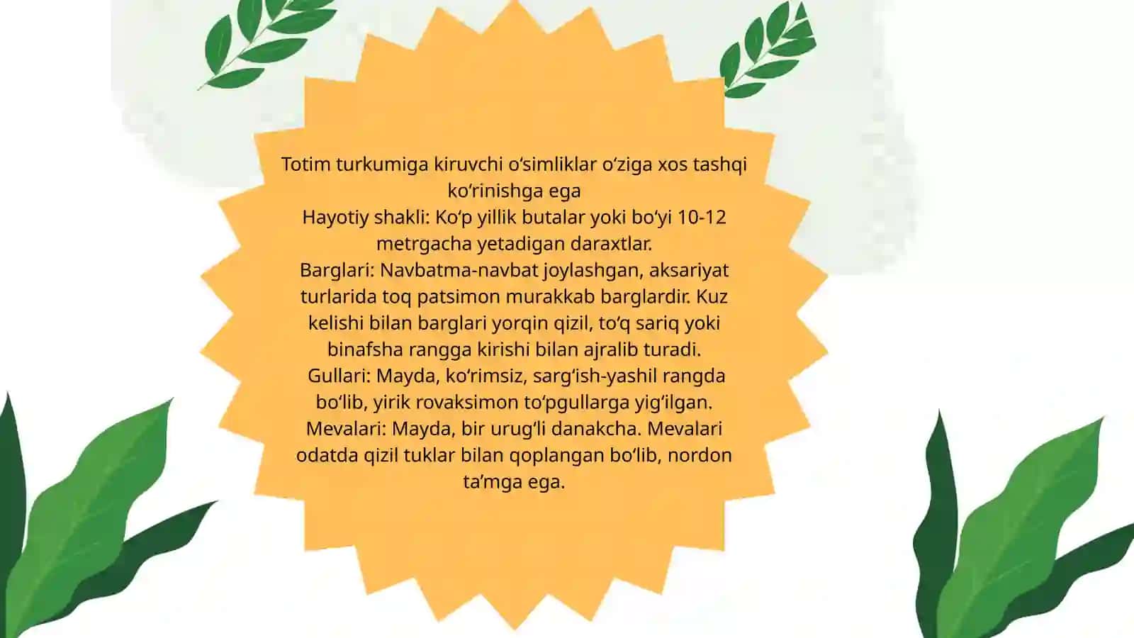 Totim ( Rhus) turkumi dorivor o‘simliklarning xalq xo‘jaligidagi ahamiyati 3