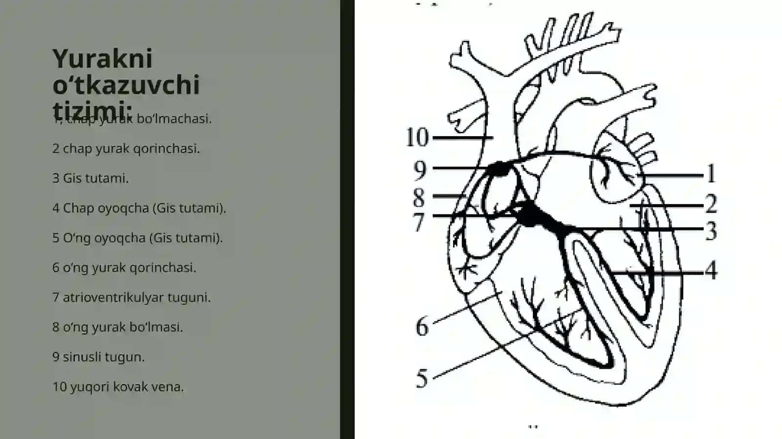 Aritmiya: belgilari, paydo bo’lish sabablari, turlari va davolash usullari 3