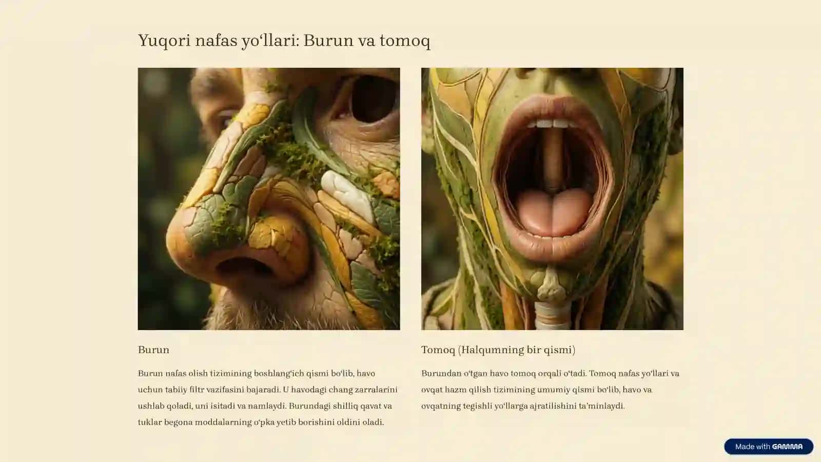 Nafas Yoʻllari Aʼzolari: Tuzilishi va Joylashishi 3