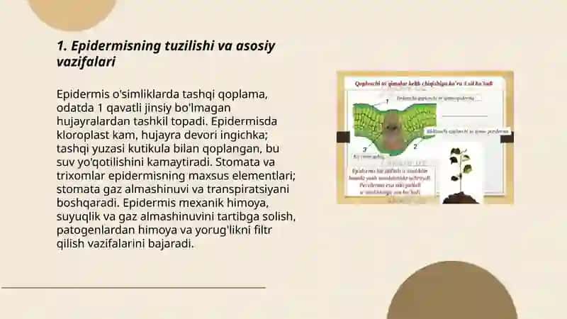 Oʻsimlikning qoplovchi toʻqimalari 3